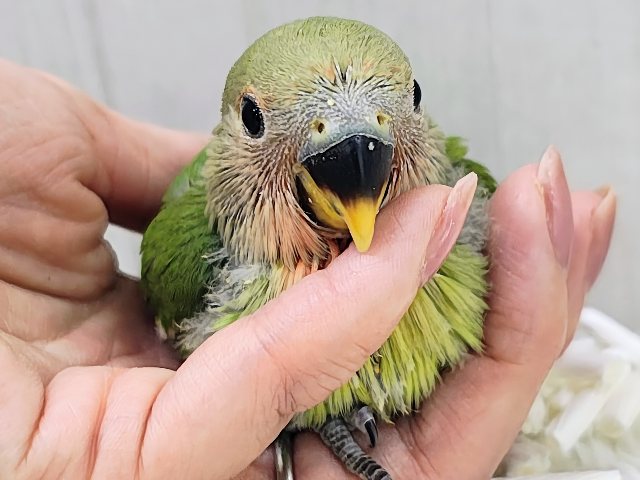 人気のコザたん!!お顔真っ赤に染まるよ✨コザクラインコのヒナ(ノーマル)入荷しました❤️ コザクラインコ(小桜インコ)