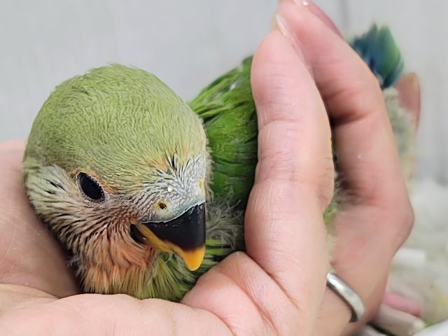 人気のコザたん!!お顔真っ赤に染まるよ✨コザクラインコのヒナ(ノーマル)入荷しました❤️ コザクラインコ(小桜インコ)