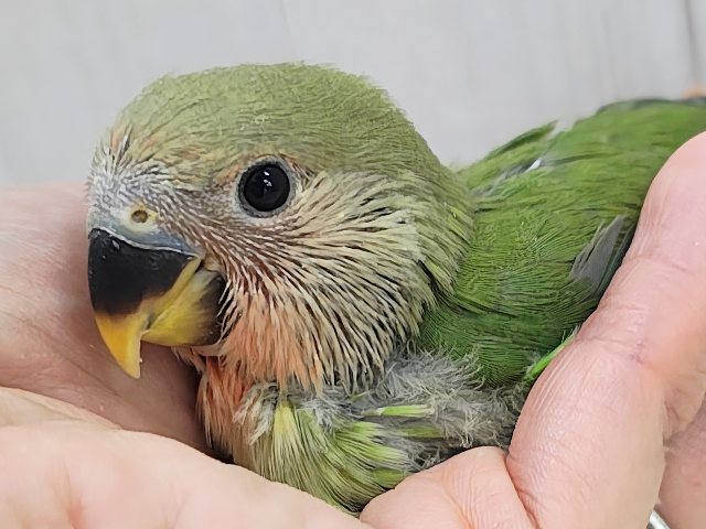 人気のコザたん!!お顔真っ赤に染まるよ✨コザクラインコのヒナ(ノーマル)入荷しました❤️ コザクラインコ(小桜インコ)