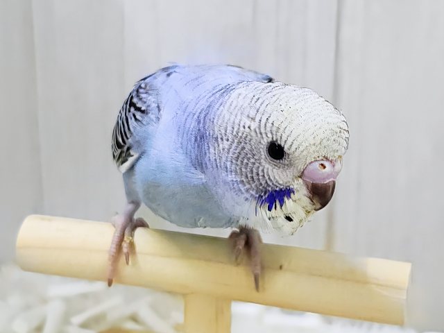 人大好き♡いっぱい遊ぼ🎶お腹ぺこぺこ食いしん坊🍚セキセイインコのヒナ(ブルーオパーリン)入荷しました❤️ セキセイインコ