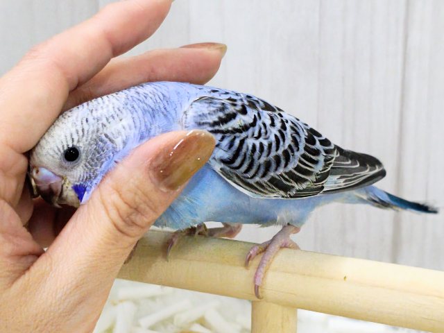 人大好き♡いっぱい遊ぼ🎶お腹ぺこぺこ食いしん坊🍚セキセイインコのヒナ(ブルーオパーリン)入荷しました❤️ セキセイインコ