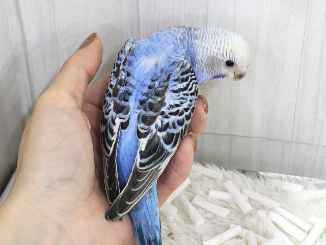 人大好き♡いっぱい遊ぼ🎶お腹ぺこぺこ食いしん坊🍚セキセイインコのヒナ(ブルーオパーリン)入荷しました❤️ セキセイインコ