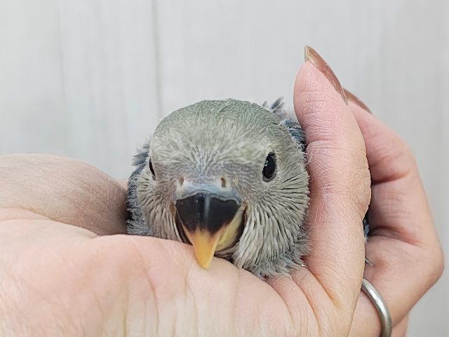 晴天☀️.°キラキラブルー💍 ̖́-コザクラインコのヒナ(ブルー)入荷しました❤️ コザクラインコ(小桜インコ)