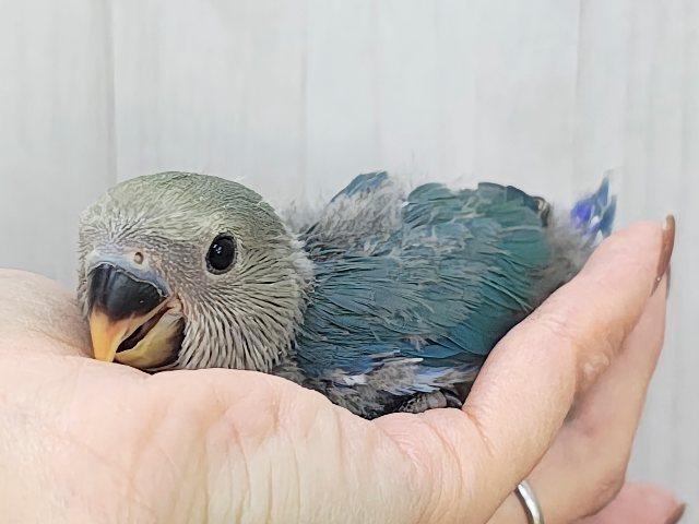 晴天☀️.°キラキラブルー💍 ̖́-コザクラインコのヒナ(ブルー)入荷しました❤️ コザクラインコ(小桜インコ)