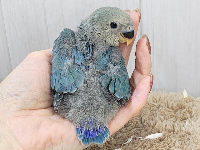 晴天☀️.°キラキラブルー💍 ̖́-コザクラインコのヒナ(ブルー)入荷しました❤️ コザクラインコ(小桜インコ)