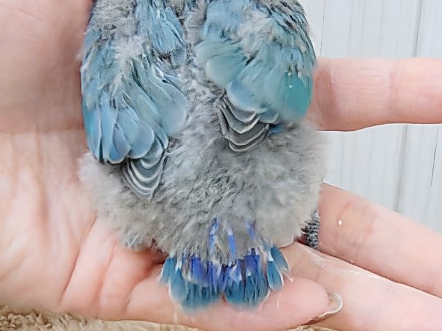 晴天☀️.°キラキラブルー💍 ̖́-コザクラインコのヒナ(ブルー)入荷しました❤️ コザクラインコ(小桜インコ)