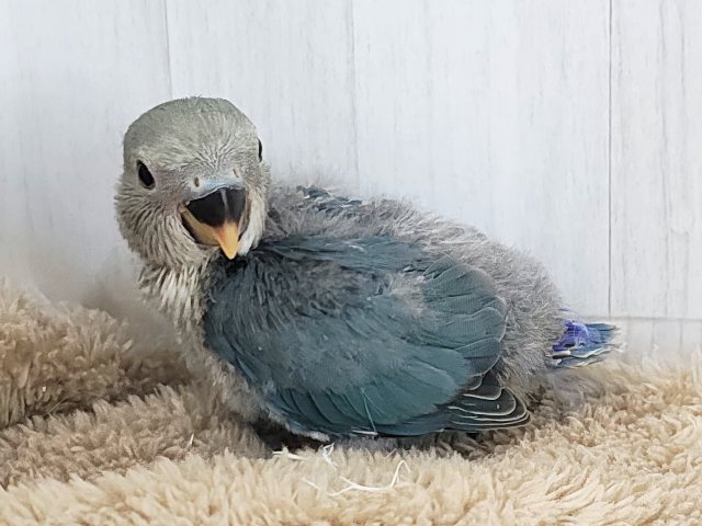 晴天☀️.°キラキラブルー💍 ̖́-コザクラインコのヒナ(ブルー)入荷しました❤️ コザクラインコ(小桜インコ)