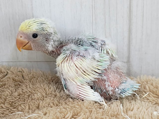 最新画像更新✨争奪戦になるぞ〜🔥可愛すぎて眩しい〜😇💓コザクラインコのヒナ(ブルーチェリーパイド)入荷しました❤️ コザクラインコ(小桜インコ)