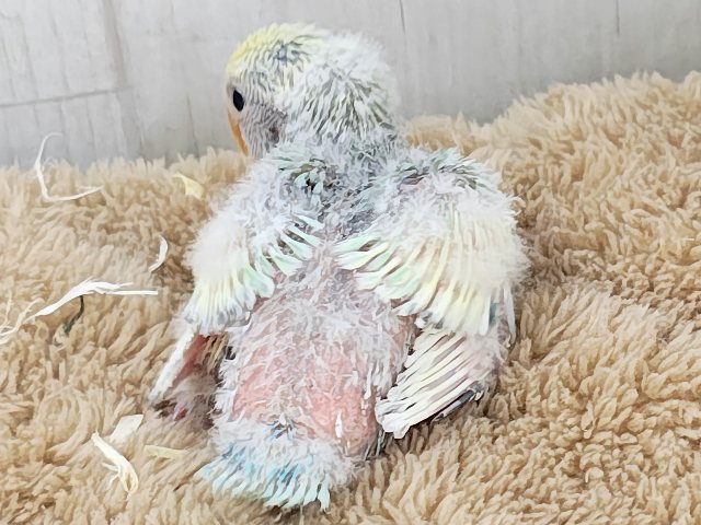 最新画像更新✨争奪戦になるぞ〜🔥可愛すぎて眩しい〜😇💓コザクラインコのヒナ(ブルーチェリーパイド)入荷しました❤️ コザクラインコ(小桜インコ)