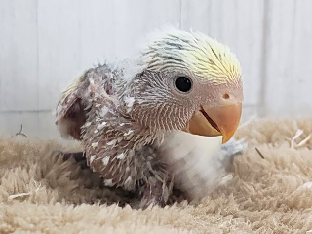 最新画像更新✨争奪戦になるぞ〜🔥可愛すぎて眩しい〜😇💓コザクラインコのヒナ(ブルーチェリーパイド)入荷しました❤️ コザクラインコ(小桜インコ)