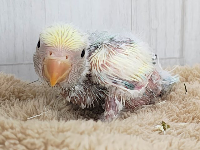 最新画像更新✨争奪戦になるぞ〜🔥可愛すぎて眩しい〜😇💓コザクラインコのヒナ(ブルーチェリーパイド)入荷しました❤️ コザクラインコ(小桜インコ)