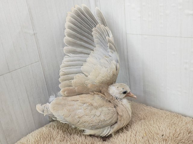 ハト沼へようこそ✨虜にさせるよ♡ジュズカケバトのヒナ入荷しました❤️ ジュズカケバト
