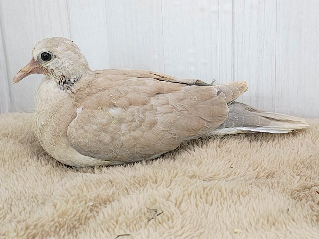 ハト沼へようこそ✨虜にさせるよ♡ジュズカケバトのヒナ入荷しました❤️ ジュズカケバト