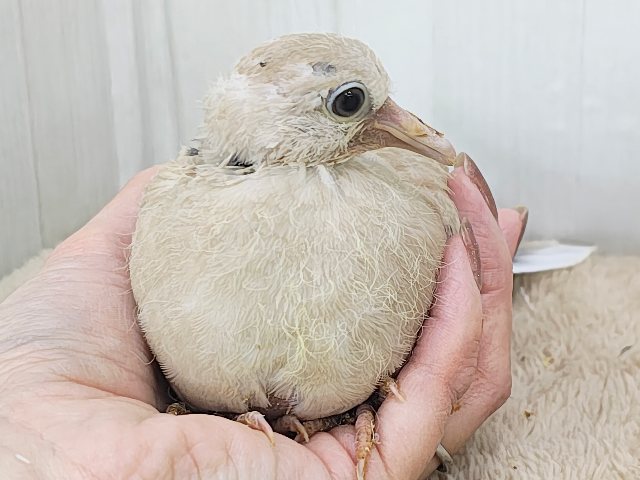 ハト沼へようこそ✨虜にさせるよ♡ジュズカケバトのヒナ入荷しました❤️ ジュズカケバト