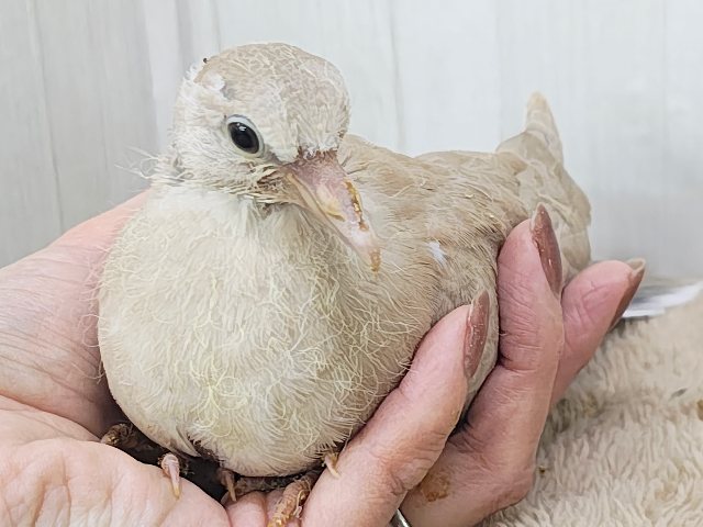 ハト沼へようこそ✨虜にさせるよ♡ジュズカケバトのヒナ入荷しました❤️ ジュズカケバト