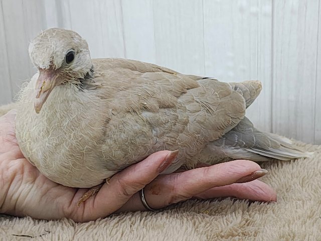 ハト沼へようこそ✨虜にさせるよ♡ジュズカケバトのヒナ入荷しました❤️ ジュズカケバト