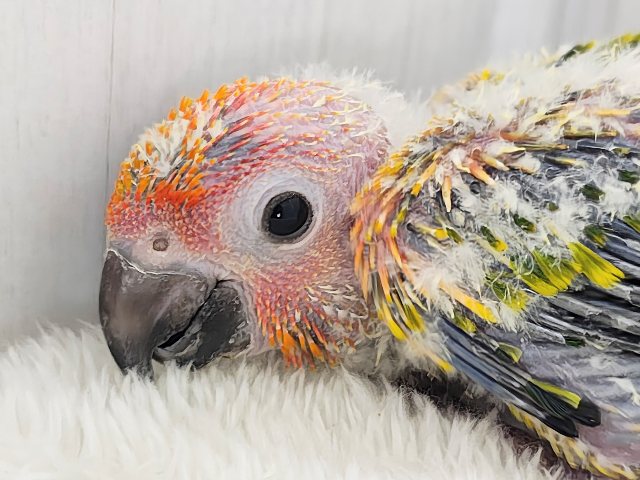 最新動画&画像更新✨久しぶりでテンション上がる⤴︎⤴︎︎💕︎カラフル🌈なコガネメキシコインコのヒナ入荷しました❤️ コガネメキシコインコ