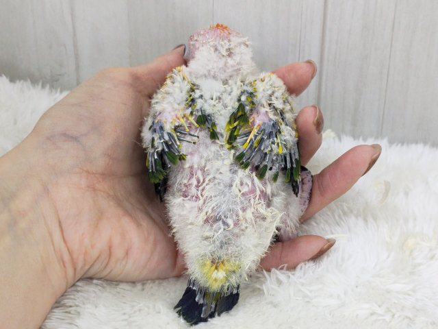 最新動画&画像更新✨久しぶりでテンション上がる⤴︎⤴︎︎💕︎カラフル🌈なコガネメキシコインコのヒナ入荷しました❤️ コガネメキシコインコ