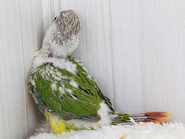 最新画像✨ヘソ天寝するよ︎💓陽気なカラーに心躍る🕺✨ウロコインコのヒナ(パイナップル)入荷しましたはではで❤️ ホオミドリウロコインコ