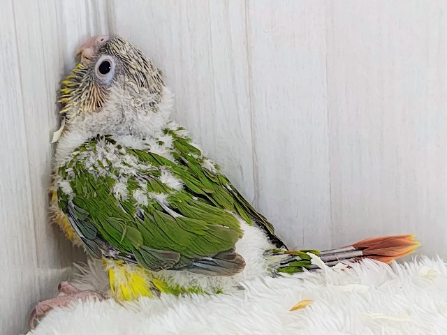最新画像✨ヘソ天寝するよ︎💓陽気なカラーに心躍る🕺✨ウロコインコのヒナ(パイナップル)入荷しましたはではで❤️ ホオミドリウロコインコ