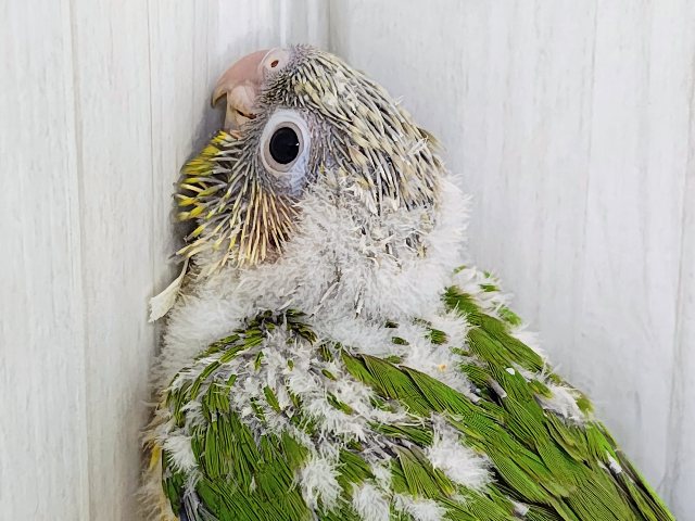 最新画像✨ヘソ天寝するよ︎💓陽気なカラーに心躍る🕺✨ウロコインコのヒナ(パイナップル)入荷しましたはではで❤️ ホオミドリウロコインコ