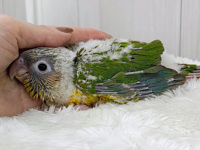 ホオミドリウロコインコ