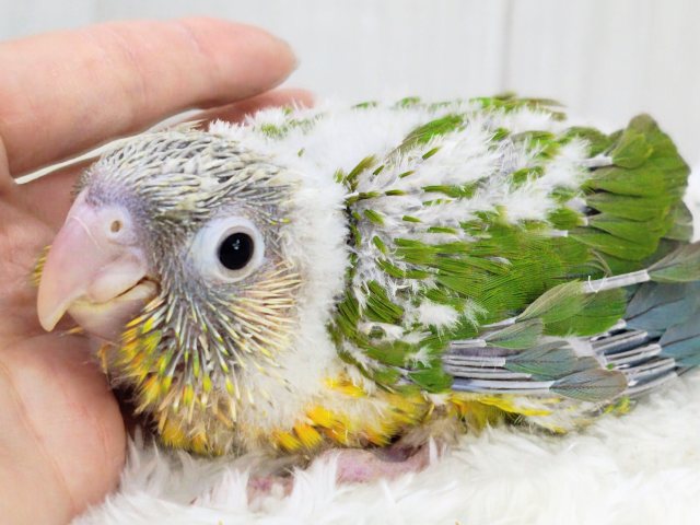 最新画像✨ヘソ天寝するよ︎💓陽気なカラーに心躍る🕺✨ウロコインコのヒナ(パイナップル)入荷しましたはではで❤️ ホオミドリウロコインコ