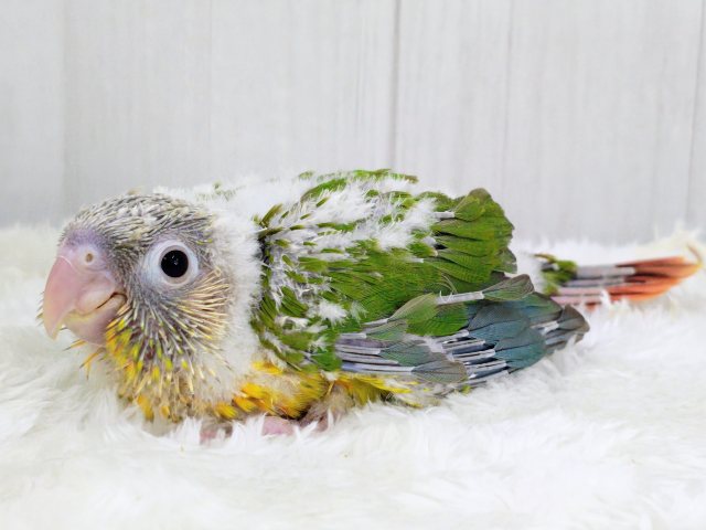 ホオミドリウロコインコ