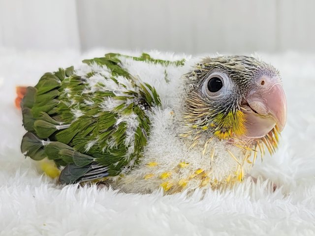 最新画像✨ヘソ天寝するよ︎💓陽気なカラーに心躍る🕺✨ウロコインコのヒナ(パイナップル)入荷しましたはではで❤️ ホオミドリウロコインコ
