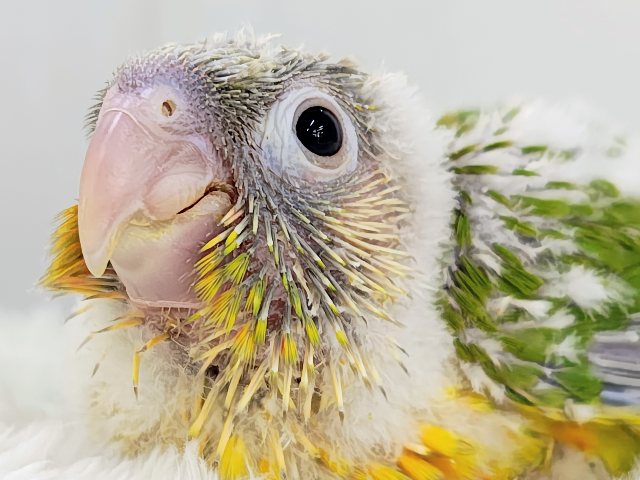 最新画像✨ヘソ天寝するよ︎💓陽気なカラーに心躍る🕺✨ウロコインコのヒナ(パイナップル)入荷しましたはではで❤️ ホオミドリウロコインコ