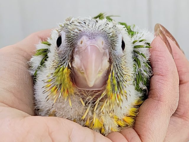 最新画像✨ヘソ天寝するよ︎💓陽気なカラーに心躍る🕺✨ウロコインコのヒナ(パイナップル)入荷しましたはではで❤️ ホオミドリウロコインコ