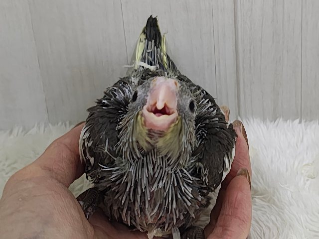 画像更新☆ジャ〜ジャ〜♪赤ちゃん鳴き炸裂🐥⸒⸒オカメインコ(ノーマル)❤️ オカメインコ