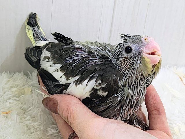 画像更新☆ジャ〜ジャ〜♪赤ちゃん鳴き炸裂🐥⸒⸒オカメインコ(ノーマル)❤️ オカメインコ