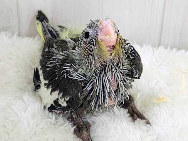画像更新☆ジャ〜ジャ〜♪赤ちゃん鳴き炸裂🐥⸒⸒オカメインコ(ノーマル)❤️ オカメインコ