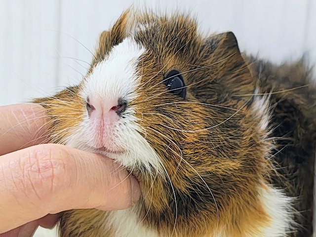 ナデナデするとリラックスしてくるよ〜︎💕︎︎アビシニアンモルモットの男の子入荷しました❤️ アビシニアンモルモット