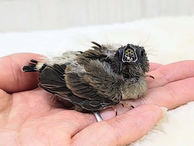 ツンツン頭が楽しいね🎶キンカ鳥のヒナ入荷しました❤️ 錦花鳥(キンカチョウ)