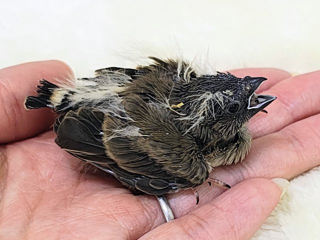 ツンツン頭が楽しいね🎶キンカ鳥のヒナ入荷しました❤️ 錦花鳥(キンカチョウ)