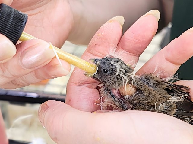 ツンツン頭が楽しいね🎶キンカ鳥のヒナ入荷しました❤️ 錦花鳥(キンカチョウ)