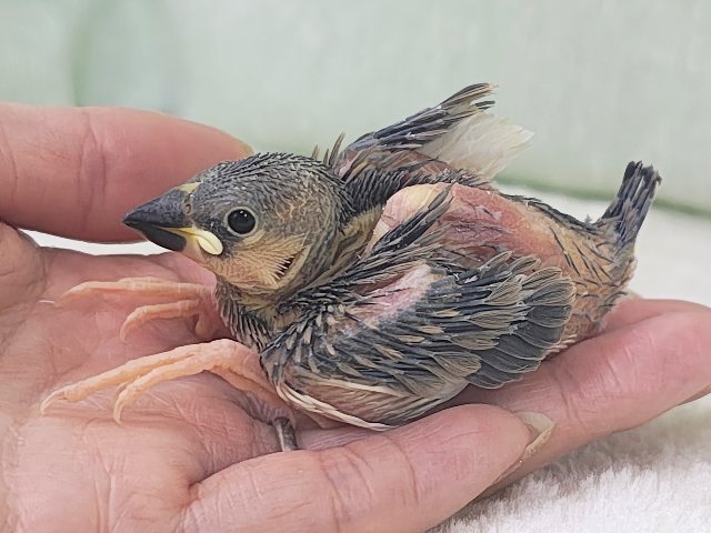 桜文鳥