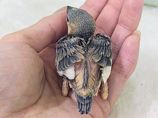 ヒナヒナでかっわいい︎💕︎︎久しぶりの桜文鳥のヒナ入荷しました❤️ 桜文鳥