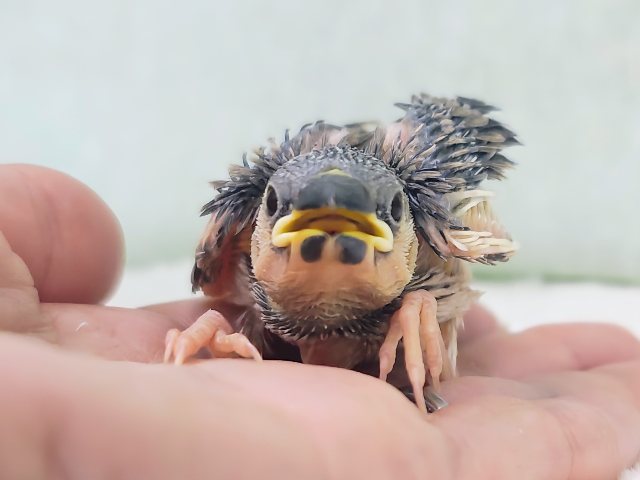 ヒナヒナでかっわいい︎💕︎︎久しぶりの桜文鳥のヒナ入荷しました❤️ 桜文鳥