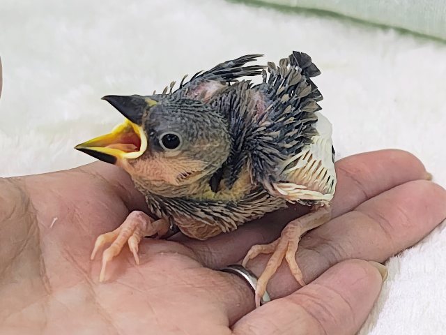 ヒナヒナでかっわいい︎💕︎︎久しぶりの桜文鳥のヒナ入荷しました❤️ 桜文鳥