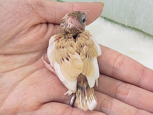特別な色変わり✨白茶十姉妹のヒナ入荷しました❤️ 十姉妹(ジュウシマツ)