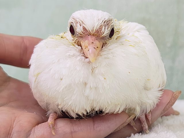 マジシャンの帽子の中から飛び出すよ〜🎩✨ギンバトのヒナ入荷しました❤️ ギンバト