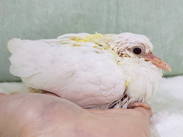ギンバト