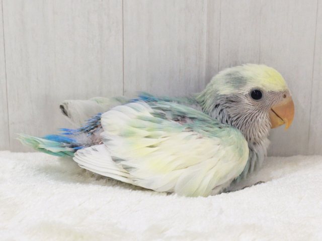 最新画像更新✨争奪戦になるぞ〜🔥可愛すぎて眩しい〜😇💓コザクラインコのヒナ(ブルーチェリーパイド)入荷しました❤️ コザクラインコ(小桜インコ)