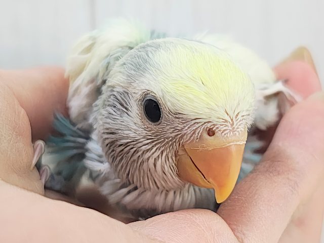 最新画像更新✨争奪戦になるぞ〜🔥可愛すぎて眩しい〜😇💓コザクラインコのヒナ(ブルーチェリーパイド)入荷しました❤️ コザクラインコ(小桜インコ)