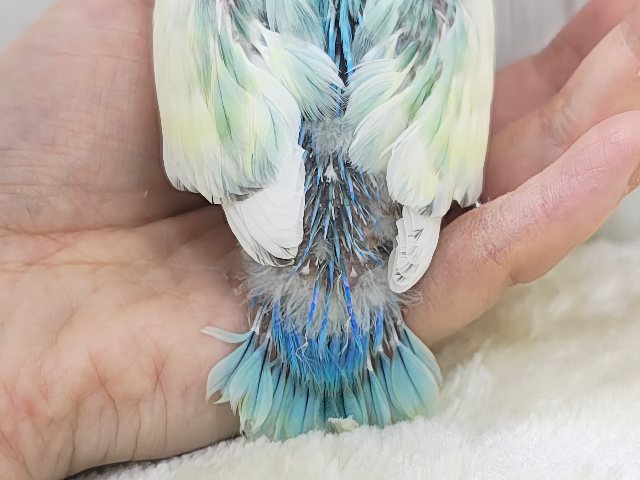 最新画像更新✨争奪戦になるぞ〜🔥可愛すぎて眩しい〜😇💓コザクラインコのヒナ(ブルーチェリーパイド)入荷しました❤️ コザクラインコ(小桜インコ)