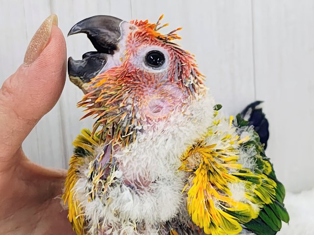 最新動画&画像更新✨久しぶりでテンション上がる⤴︎⤴︎︎💕︎カラフル🌈なコガネメキシコインコのヒナ入荷しました❤️ コガネメキシコインコ