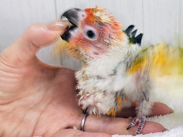 最新動画&画像更新✨久しぶりでテンション上がる⤴︎⤴︎︎💕︎カラフル🌈なコガネメキシコインコのヒナ入荷しました❤️ コガネメキシコインコ